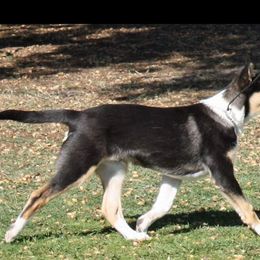 Collie Puppies from Kaslynkay's Collies