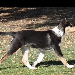 Collie Puppies from Kaslynkay's Collies