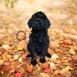 Buddy - Phantom male Poodle puppy in Ashton, Idaho from Kerr Kanine Ranch