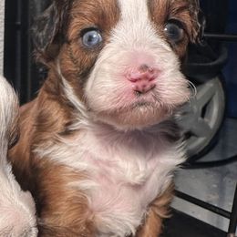 Girl 4 - Red tri-color female Aussiedoodle puppy in Hillsboro, Illinois from Perfect Paws Puppies