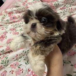 Bluey - Blue and white male Shih Tzu puppy in Suwanee County, Florida from Everlasting Shih Tzu
