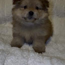 Yorkshire Terrier Puppies from Buddy’s yorkies