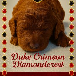 Duke Crimson Diamondcrest - Red  male Poodle puppy in Woodbridge, Virginia from Rosa Red Standard Poodles