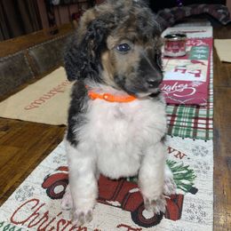 Orange Collar - Parti Poodle puppy in Bennett, Colorado from C & S Kennels Standard Poodles