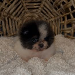 Phil - Black and tan parti male Pomeranian puppy in Wagoner, Oklahoma from Cascade Pomeranians