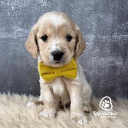 John - Red male Companion Cross puppy in Utah County, Utah from Big Hearted Breeders