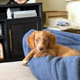 Stella - Red female Dachshund puppy in Stilwell, Oklahoma from B & K Dachshunds