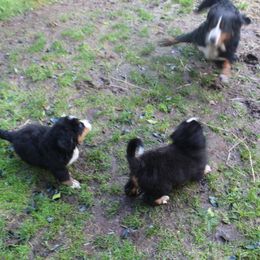 Bernese Mountain Dog Puppies from Baby Bear Bernese Kennel