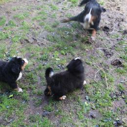 Bernese Mountain Dog Puppies from Baby Bear Bernese Kennel
