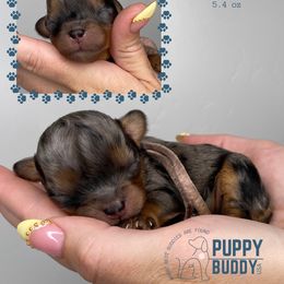 Iris - Merle female Cavapoo puppy in Pleasant Grove, Utah from Puppy Buddy USA