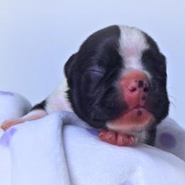 Baby Azula - Black and white female Boston Terrier puppy in Kingsport, Tennessee from Sleepwalker Bostons