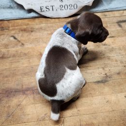 German Shorthaired Pointer Puppies from Calico Kennels