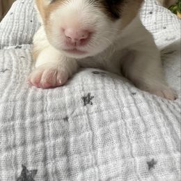 Poppie- Fawn Merle Female - Fawn merle female American Corgi puppy in Chippewa Falls, Wisconsin from Dazie Lou’s Corgis