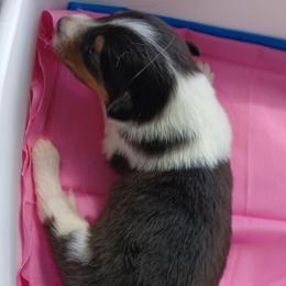 Moon temp hold 5 - Black white and tan female Collie puppy in St Stephens, Wyoming from Desert Kennels
