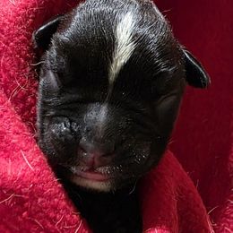 Male 3 - Brindle male Boxer puppy in Warsaw, New York from Hillview Kennels