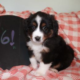 Frank - Black tri Miniature American Shepherd puppy in Meadows Of Dan, Virginia from Nashira
