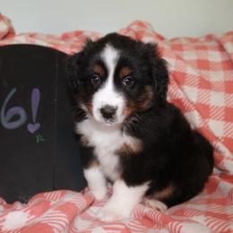 Frank - Black tri Miniature American Shepherd puppy in Meadows Of Dan, Virginia from Nashira