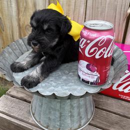 Yellow girl - Black and silver female Miniature Schnauzer puppy in Garrison, Texas from RNH Schnauzers
