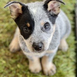 Australian Cattle Dog Puppies from Tin Roof Australian Cattle Dogs