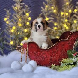 Boy 3 - Pembroke Welsh Corgi puppy in Gig Harbor, Washington from Pacific Northwest Pembroke Welsh Corgis