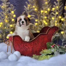 Boy 3 - Pembroke Welsh Corgi puppy in Gig Harbor, Washington from Pacific Northwest Pembroke Welsh Corgis
