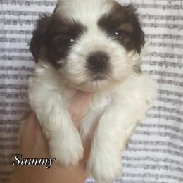 Sammy - Brindle and white male Shih Tzu puppy in Jasper, Georgia from Tiny Bubbles Shih Tzus