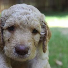 Goldendoodle Puppies from The Doodle Spot