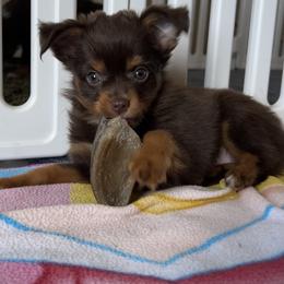 Nick - Red tri male Miniature Australian Shepherd puppy in Osceola Mills, Pennsylvania from Grace River Aussies