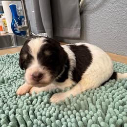 Yellow Collar Gorl 2150 - Brown and white female Bernedoodle puppy in Alvin, Texas from JP Southern Doodles