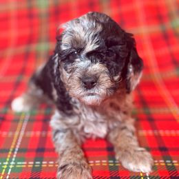 Wilber - Merle male Cockapoo puppy in Saint Louis, Missouri from Jax Doodles