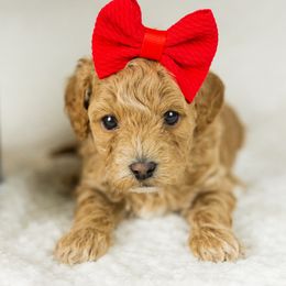 Girl 2 - Red  Goldendoodle puppy in Riverton, Utah from Utah Doodlebug