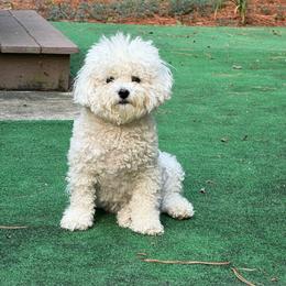 Cleopatra - Bichon Frise