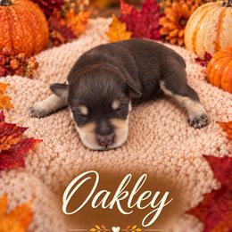 Oakley - Liver male Miniature Schnauzer puppy in Sylvania, Georgia from Southern Sky Miniature Schnauzers