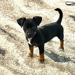 Jessi James - White and black male Russell Terrier puppy in Great Falls, Montana from VS Golden Fields