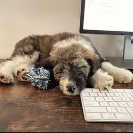 Aussiedoodles, Australian Shepherds, and Poodles from Dark Water Standards