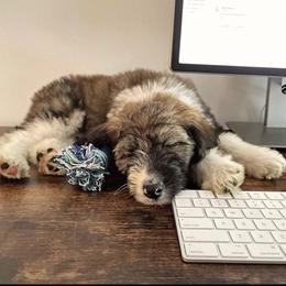 Aussiedoodles, Australian Shepherds, and Poodles from Dark Water Standards