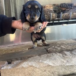 Wednesday - Black and cream female Dachshund puppy in Molino, Florida from Dooney's Dachshunds