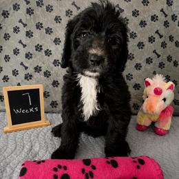 Liberty - Black and white female Sheepadoodle puppy in Glen Rose, Texas from Clevenger’s Sheepadoodle Fur Baby Farm
