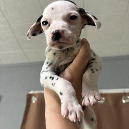 Cedarwood - White and black male Dalmatian puppy in Des Moines, Iowa from Spot Splattered Dalmatians