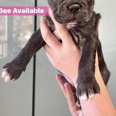 French Bulldog Puppies from Lucero's Frenchies