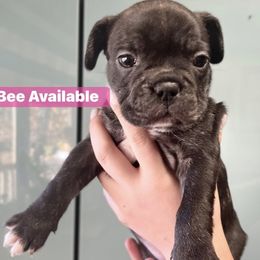 French Bulldog Puppies from Lucero's Frenchies