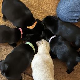 Pug Puppies from Crazy Pugs Haven