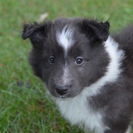 Shetland Sheepdog Puppies from Sunny Shelties