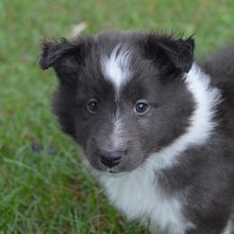 Shetland Sheepdog Puppies from Sunny Shelties