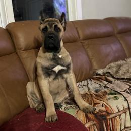 Purple Collar - Fawn female Cane Corso puppy in Paris, Texas from Knucklehead Cane Corso