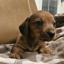 Ruby - Red female Dachshund puppy in Phoenix, Arizona from Arizona Desert Gold Dachshunds