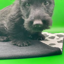 Scottish Terrier Puppies from Moo's Scotties