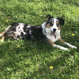Zula - Aussiedoodle
