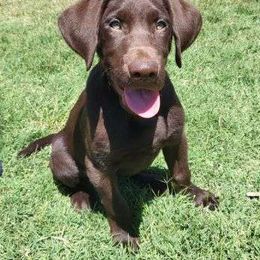 Labrador Retriever Puppies from Rick's Retrievers