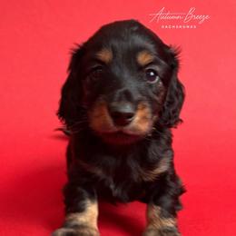 Miller - Black and tan male Dachshund puppy in Clever, Missouri from Autumn Breeze Dachshunds